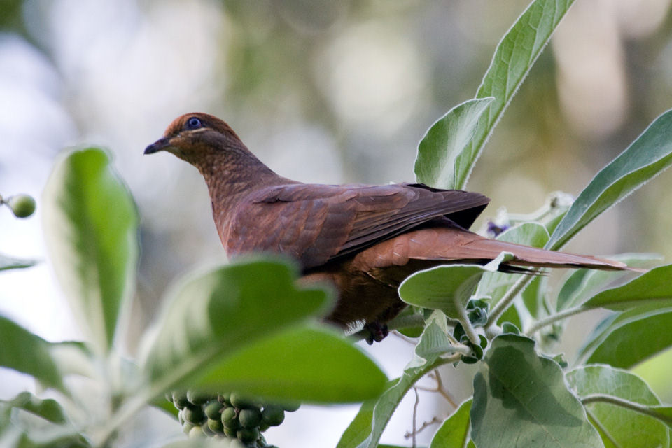 Brown Cuckoo-Dove (Macropygia amboinensis)